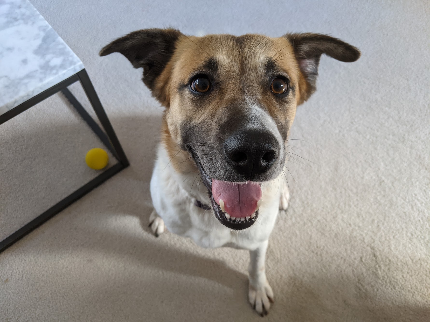 A picture of, in my opinion, the cutest dog you'll ever meet.